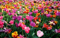 /album/fotogaleria-primavera/primavera-1-jpg/